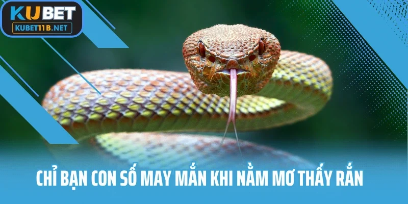 Chỉ bạn con số may mắn khi nằm mơ thấy rắn