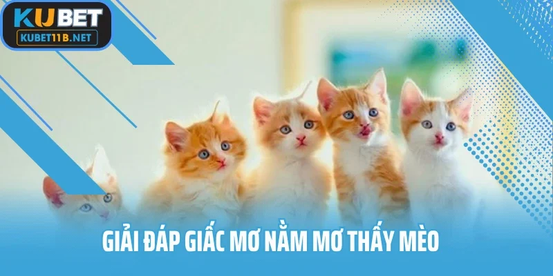 Giải đáp giấc mơ nằm mơ thấy mèo