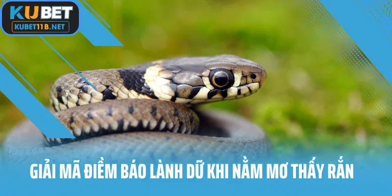 Giải mã điềm báo lành dữ khi nằm mơ thấy rắn