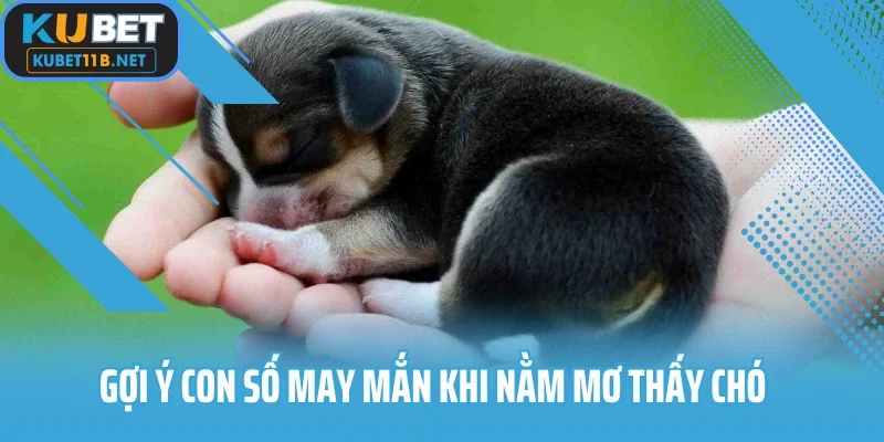 Gợi ý con số may mắn khi nằm mơ thấy chó