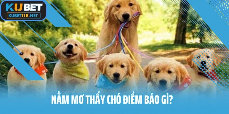 nằm mơ thấy chó