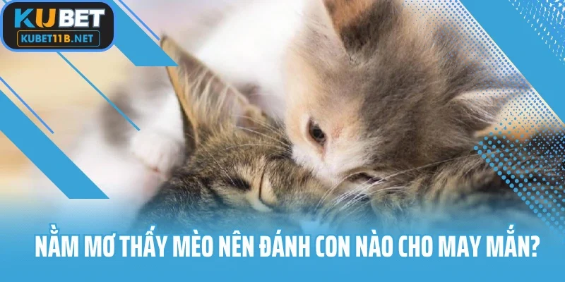 Nằm mơ thấy mèo nên đánh con nào cho may mắn?