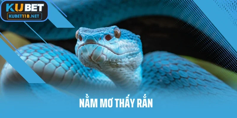 Nằm Mơ Thấy Rắn