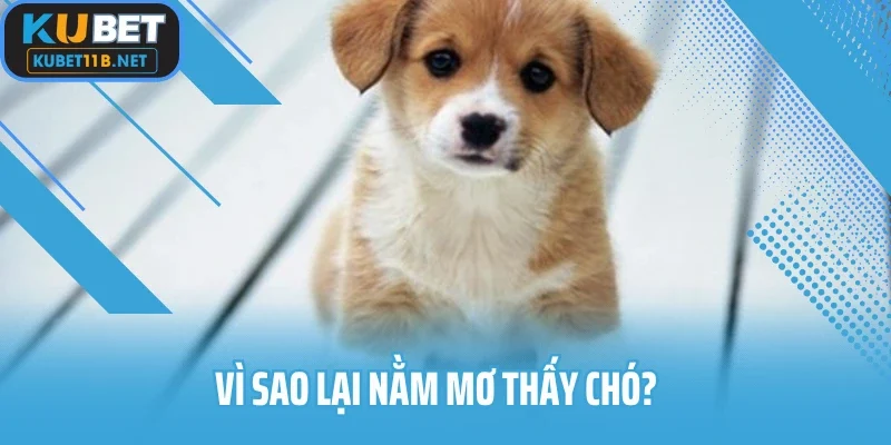 Vì sao lại nằm mơ thấy chó?