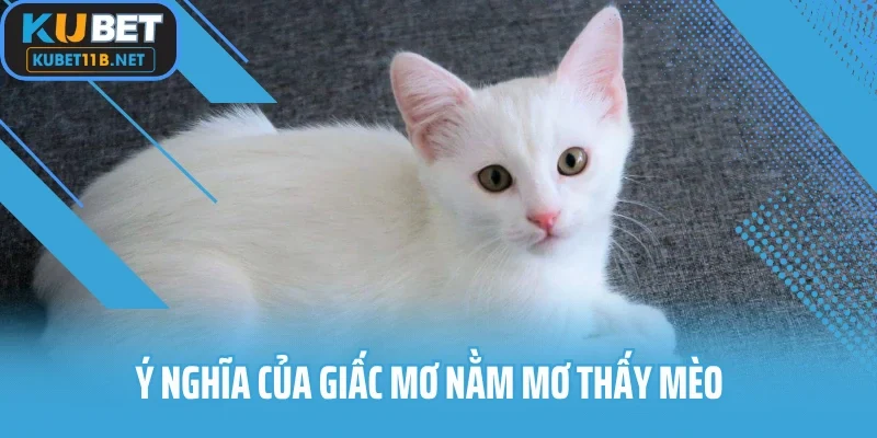 Ý nghĩa của giấc mơ nằm mơ thấy mèo